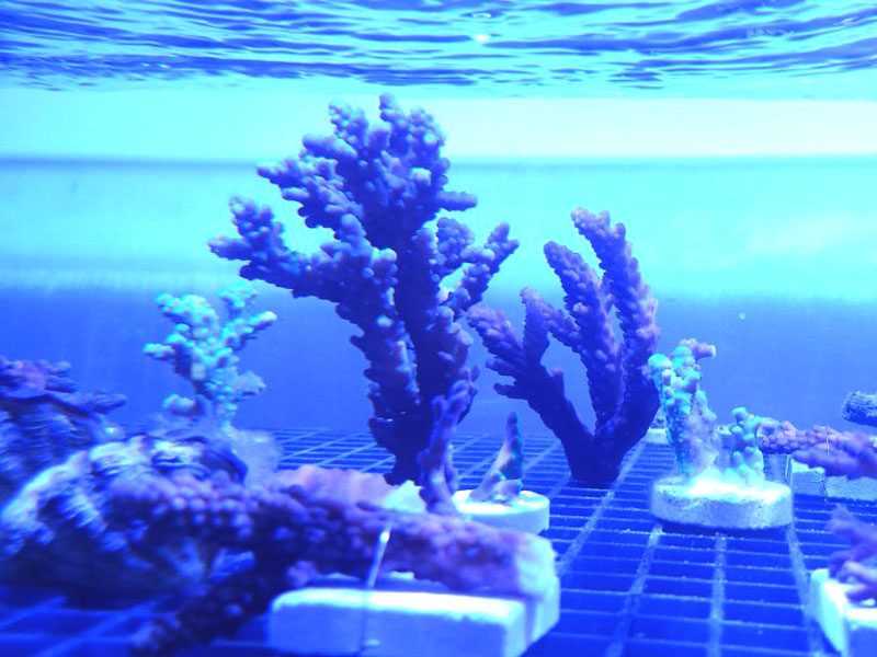 サンゴ保全のための陸上サンゴ養殖の活動を開始