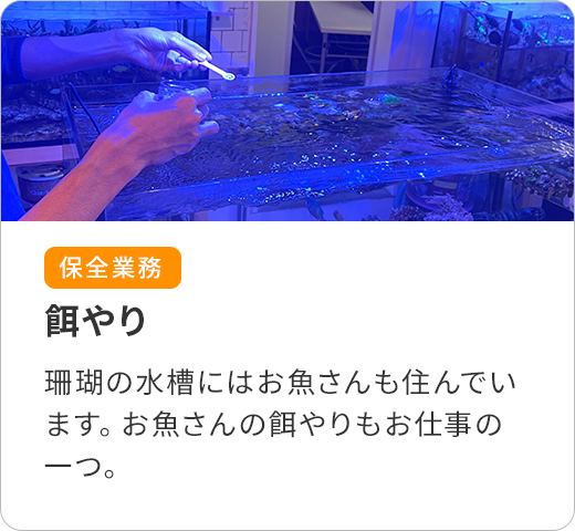 餌やり