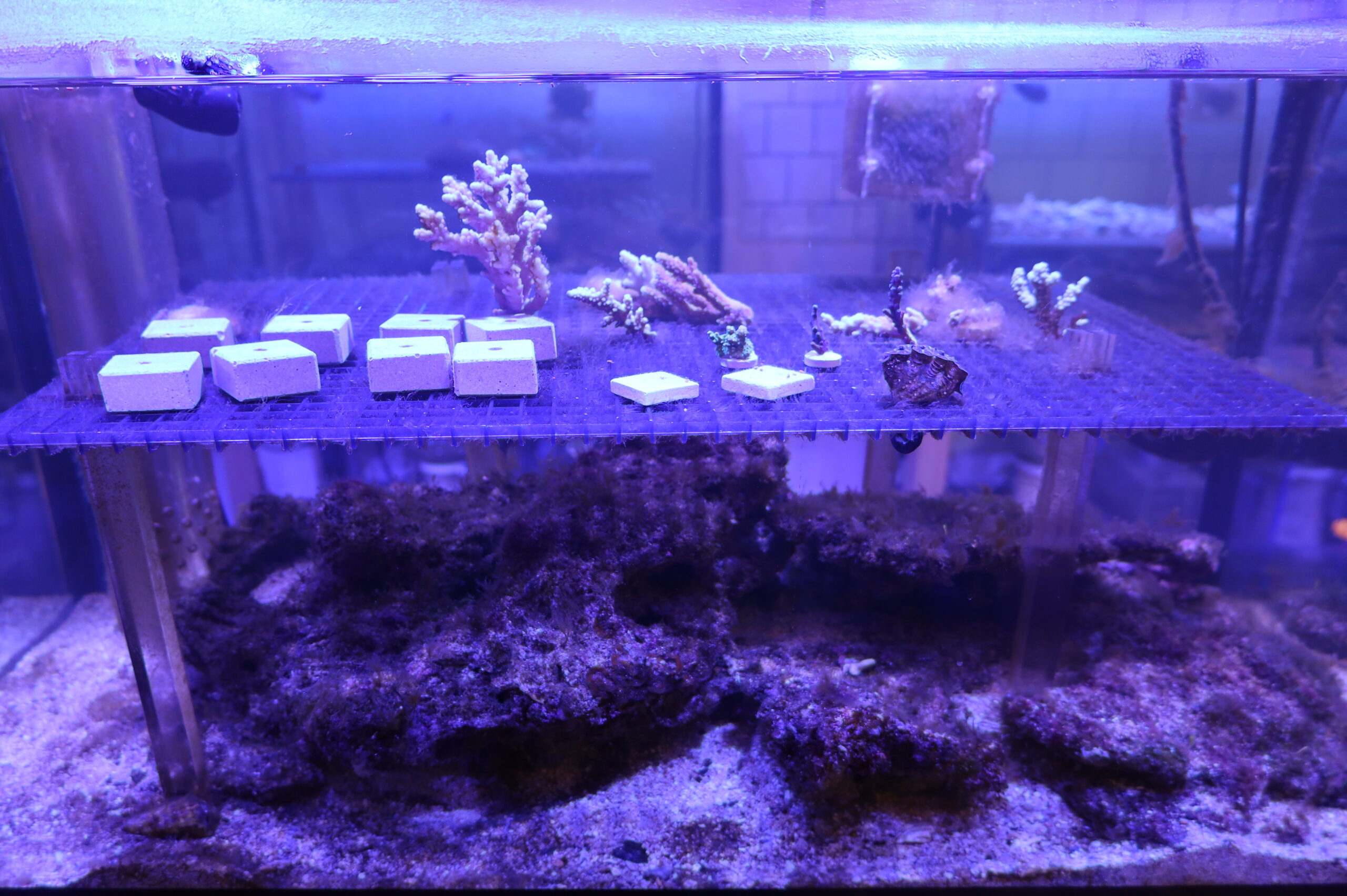 サンゴ育成業務スタート！ | サンクスラボ株式会社 就労継続支援A型事業所