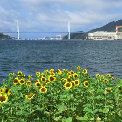 ひまわり himawari2025.jpg